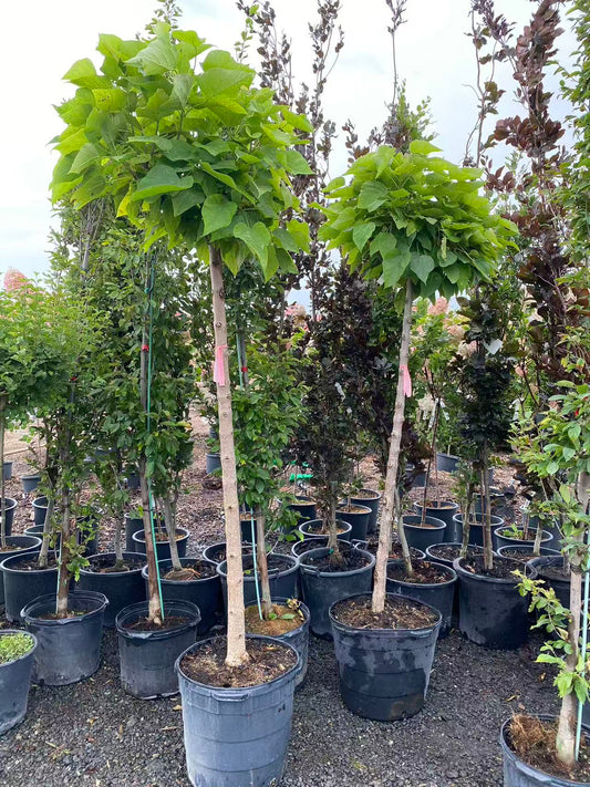 Catalpa bignonioides 'Nana'