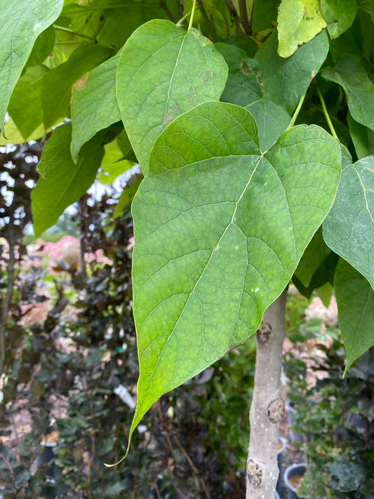 Catalpa bignonioides 'Nana'
