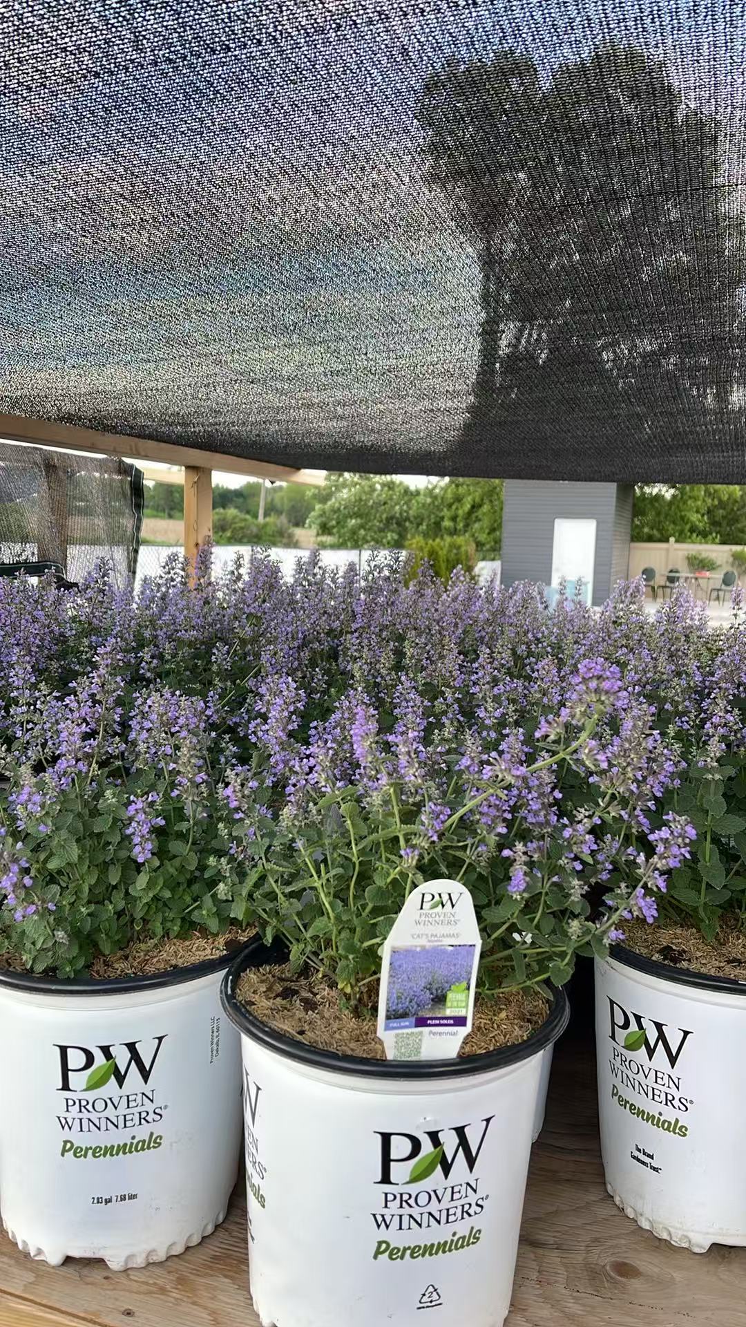 Catmint 'Cat's Pajamas'