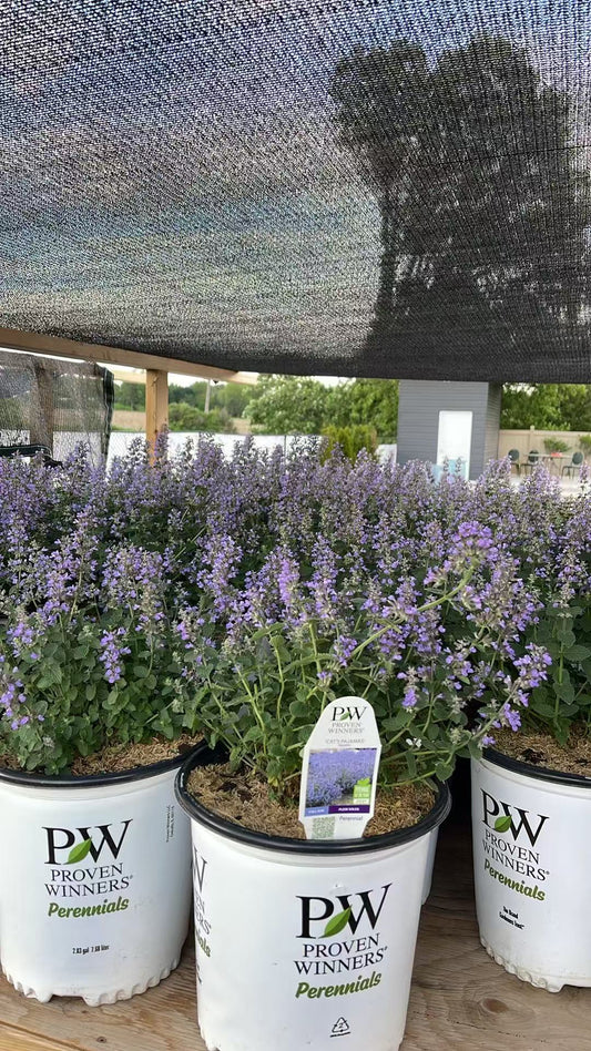 Catmint 'Cat's Pajamas'