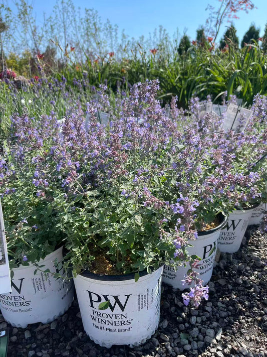 Catmint 'Cat's Meow'