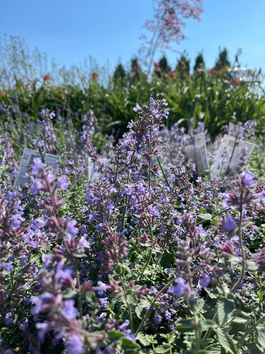 Catmint 'Cat's Meow'