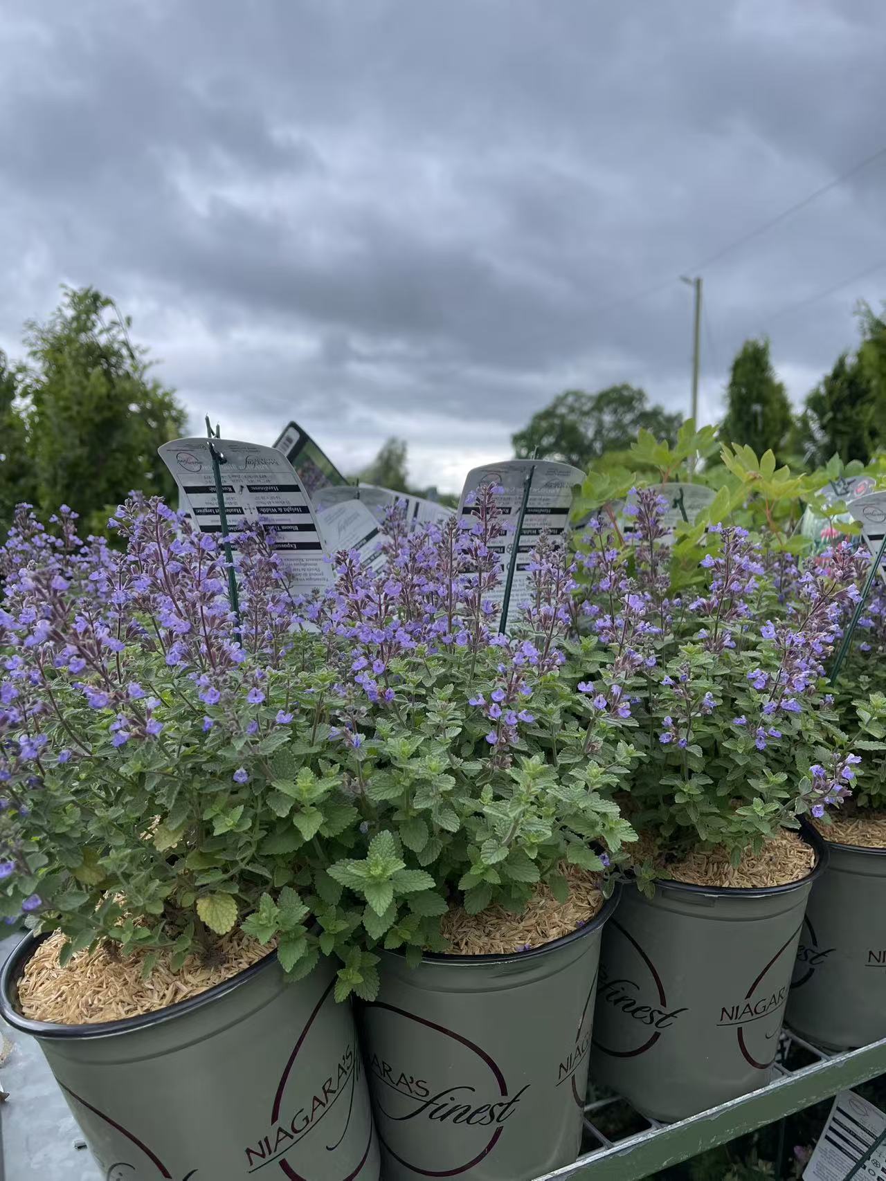 Catmint 'Purrsian Blue'