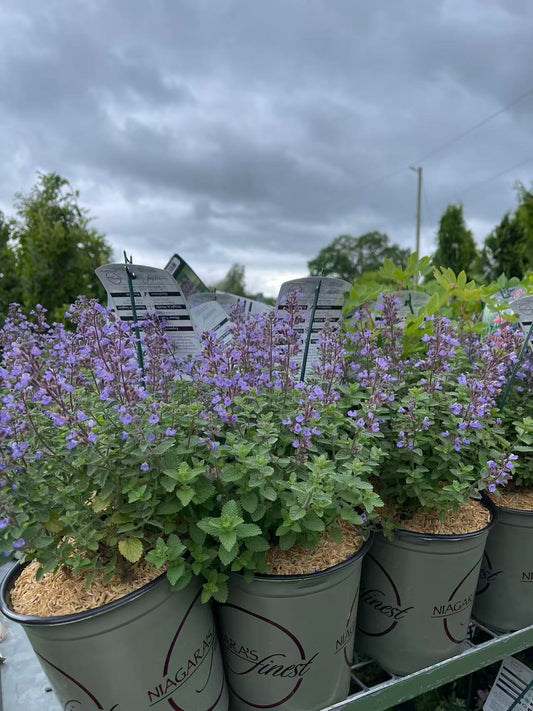 Catmint 'Purrsian Blue'