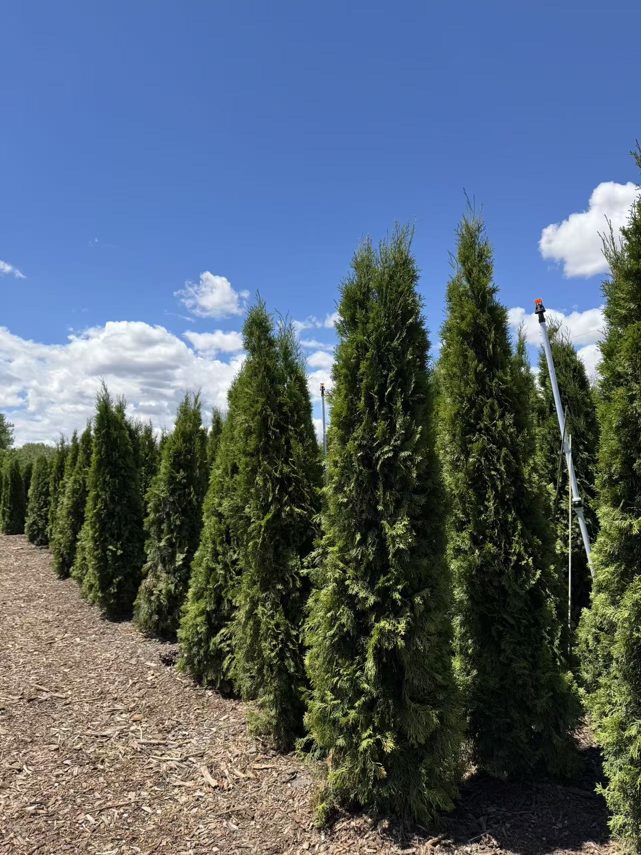 Premium Emerald Cedar Toronto | Z Force Farm – zforcefarm