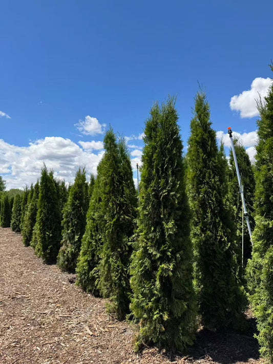 8-9 Ft Emerald Cedar