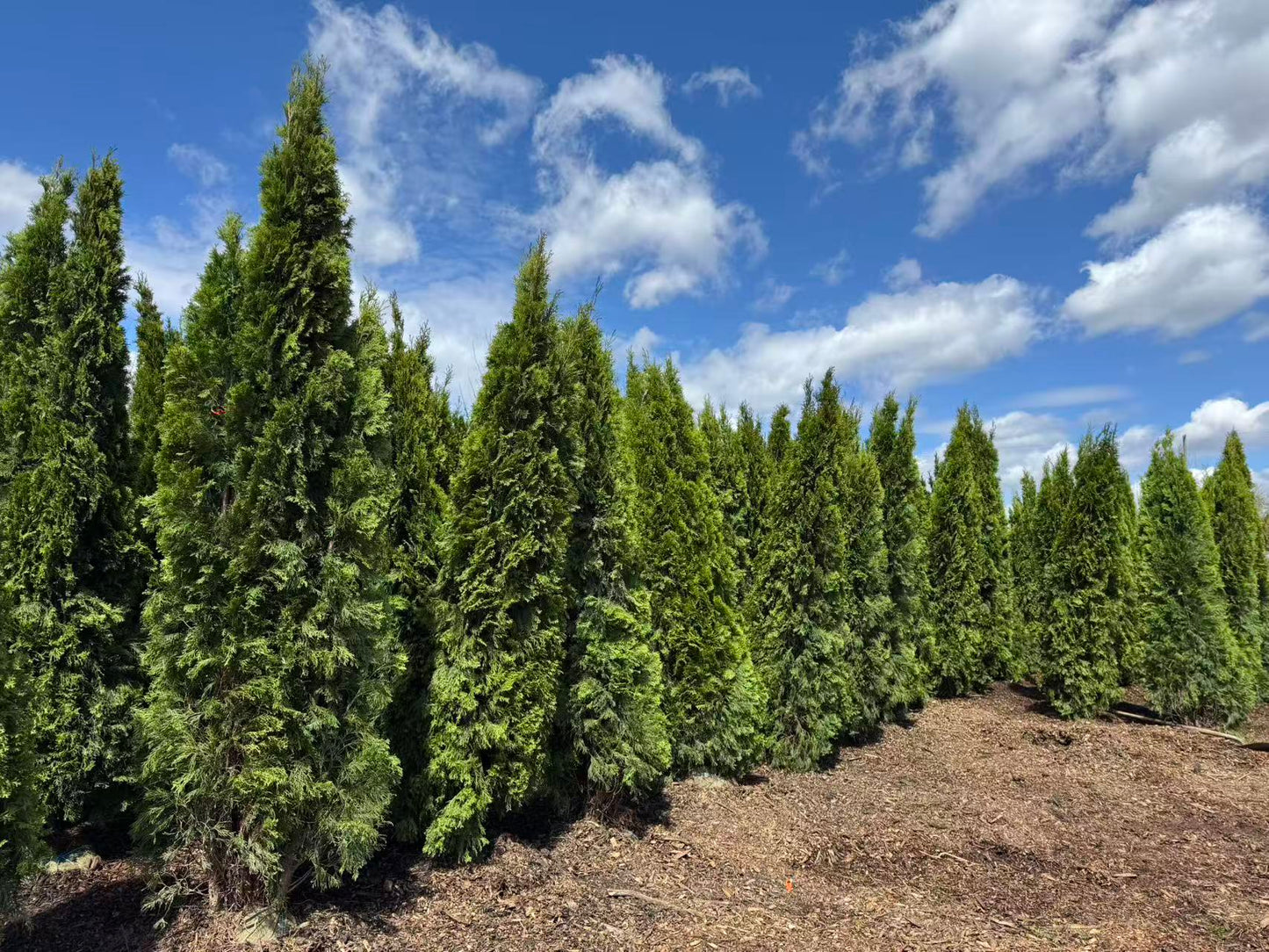 Emerald Cedar