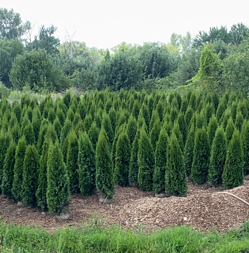 Emerald Cedar