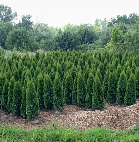 Emerald Cedar