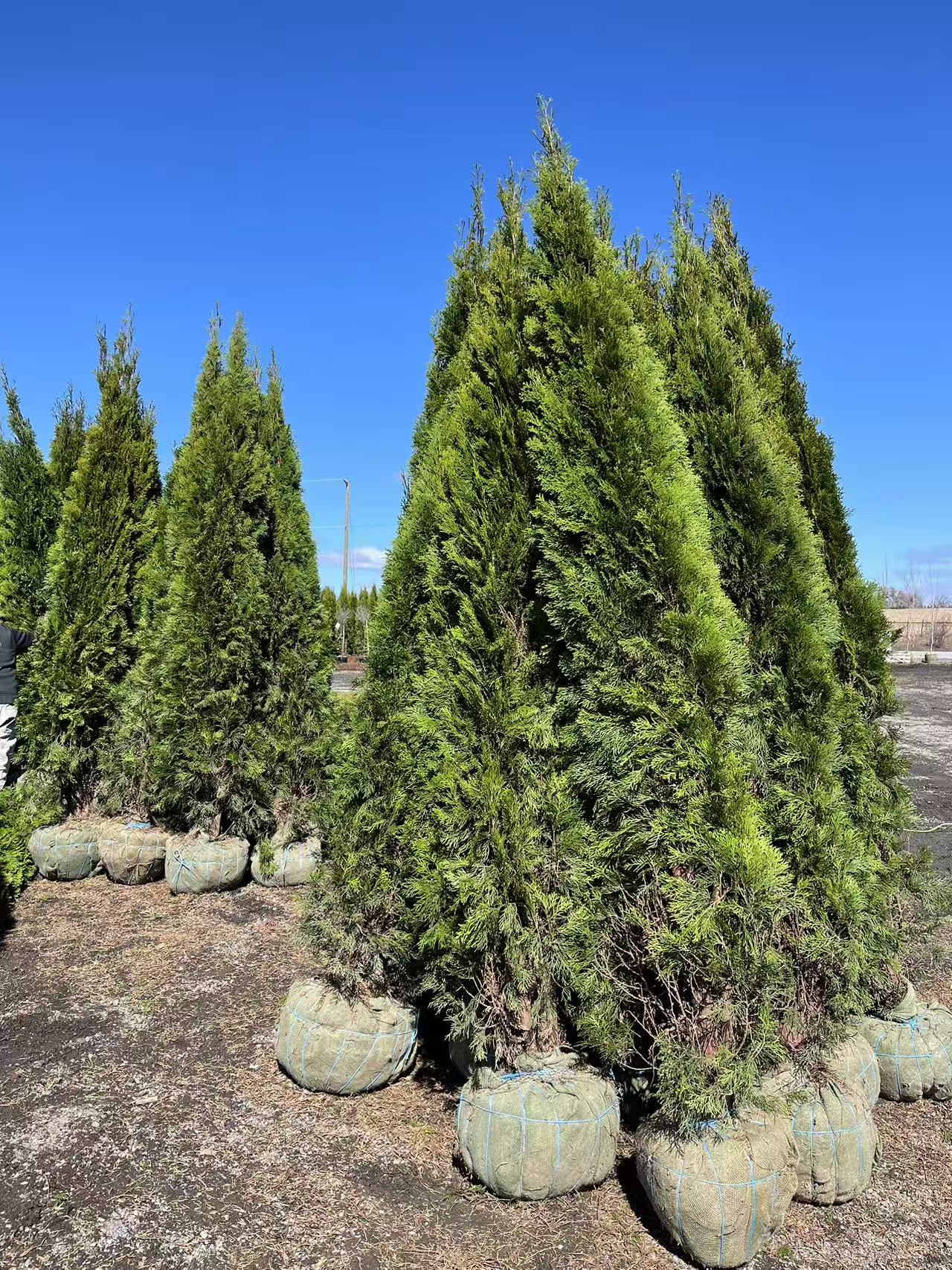 Emerald Cedar