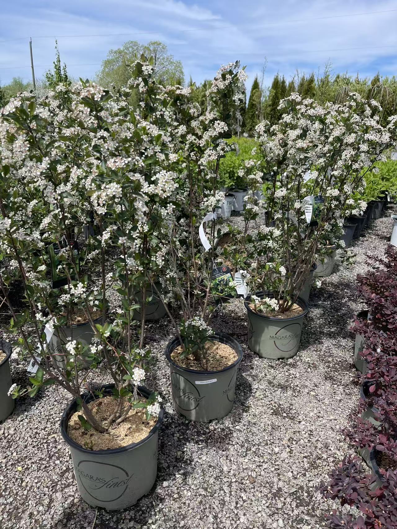 Black Chokeberry – zforcefarm