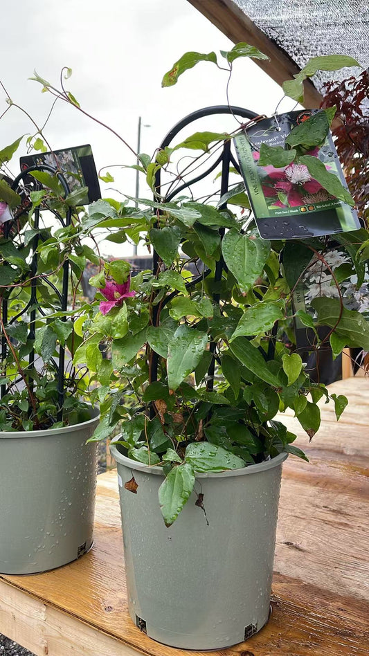 Clematis combo 'Henryi & Vicky'
