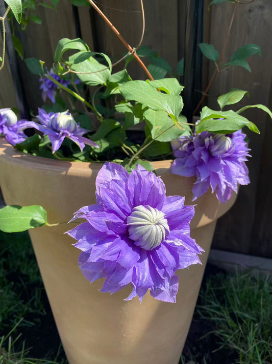 Clematis 'Diamantina'