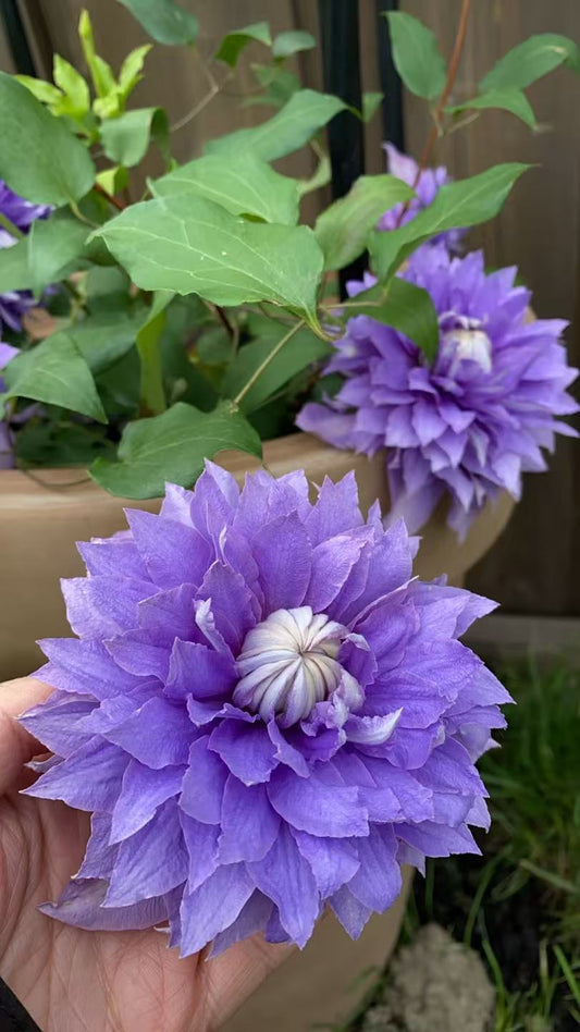 Clematis 'Diamantina'