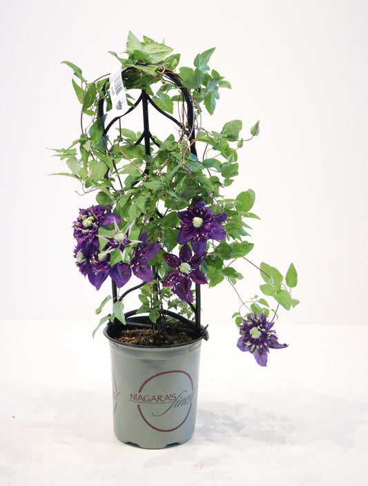 Clematis 'Taiga'