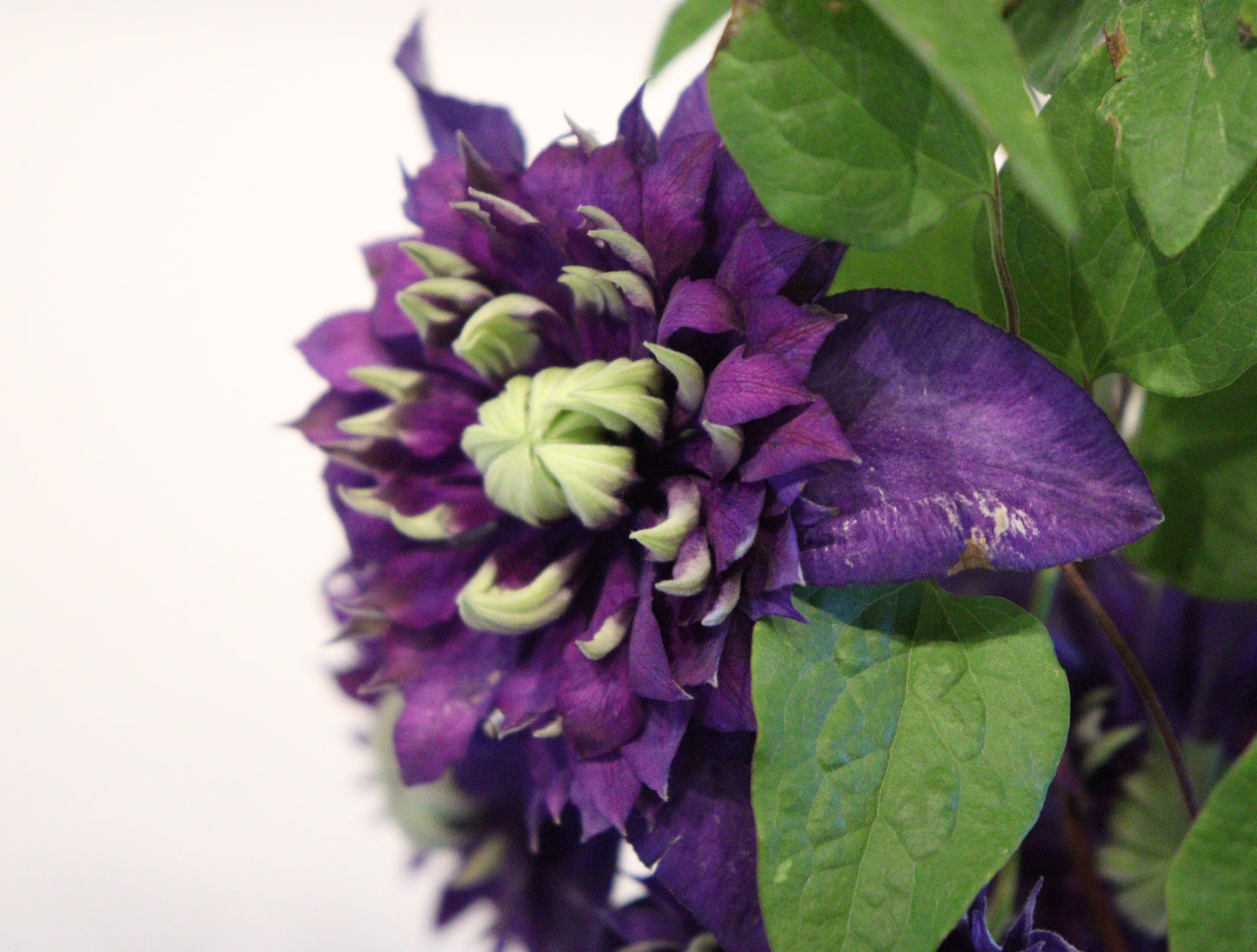 Clematis 'Taiga'