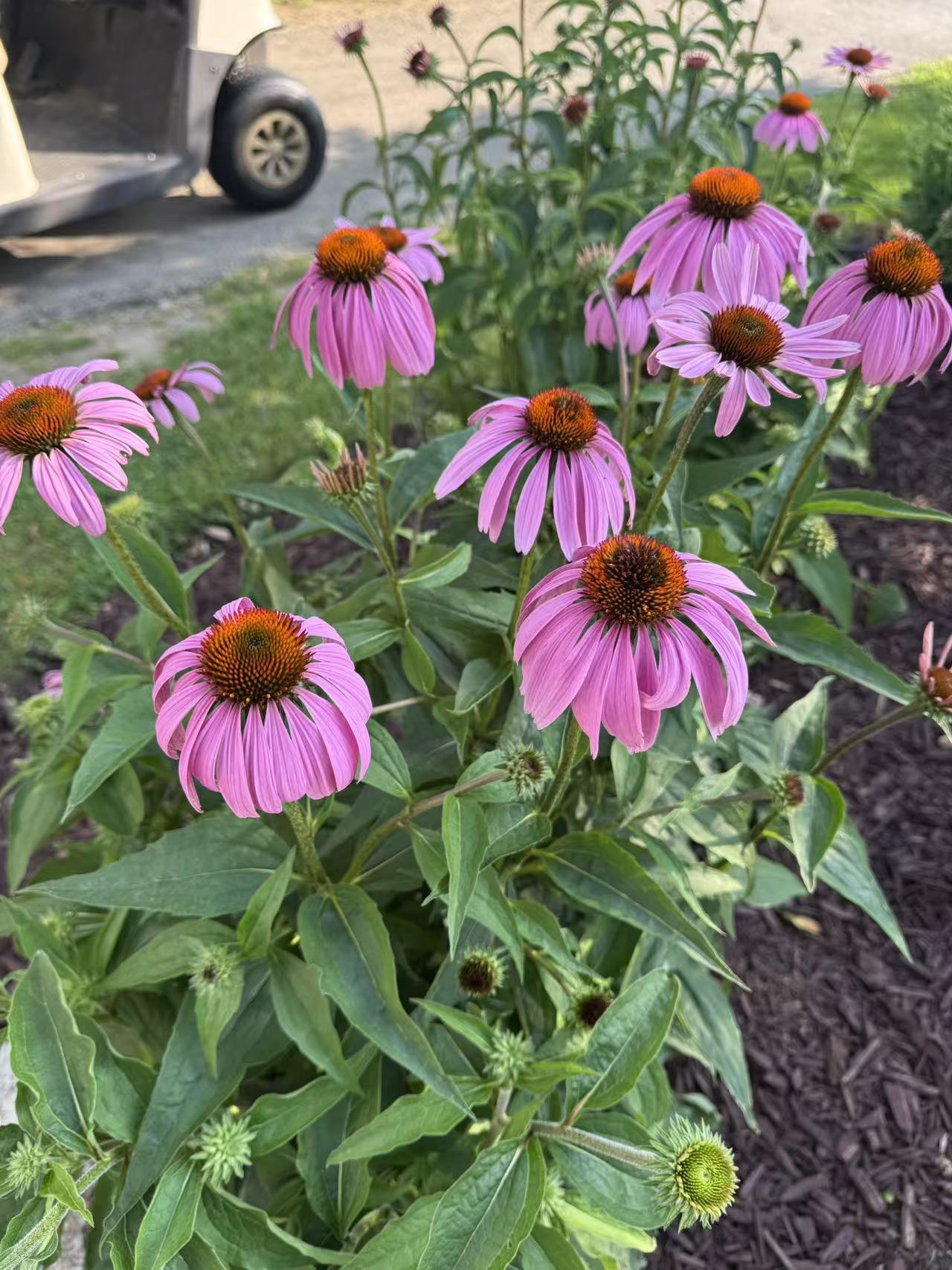 Purple Coneflower