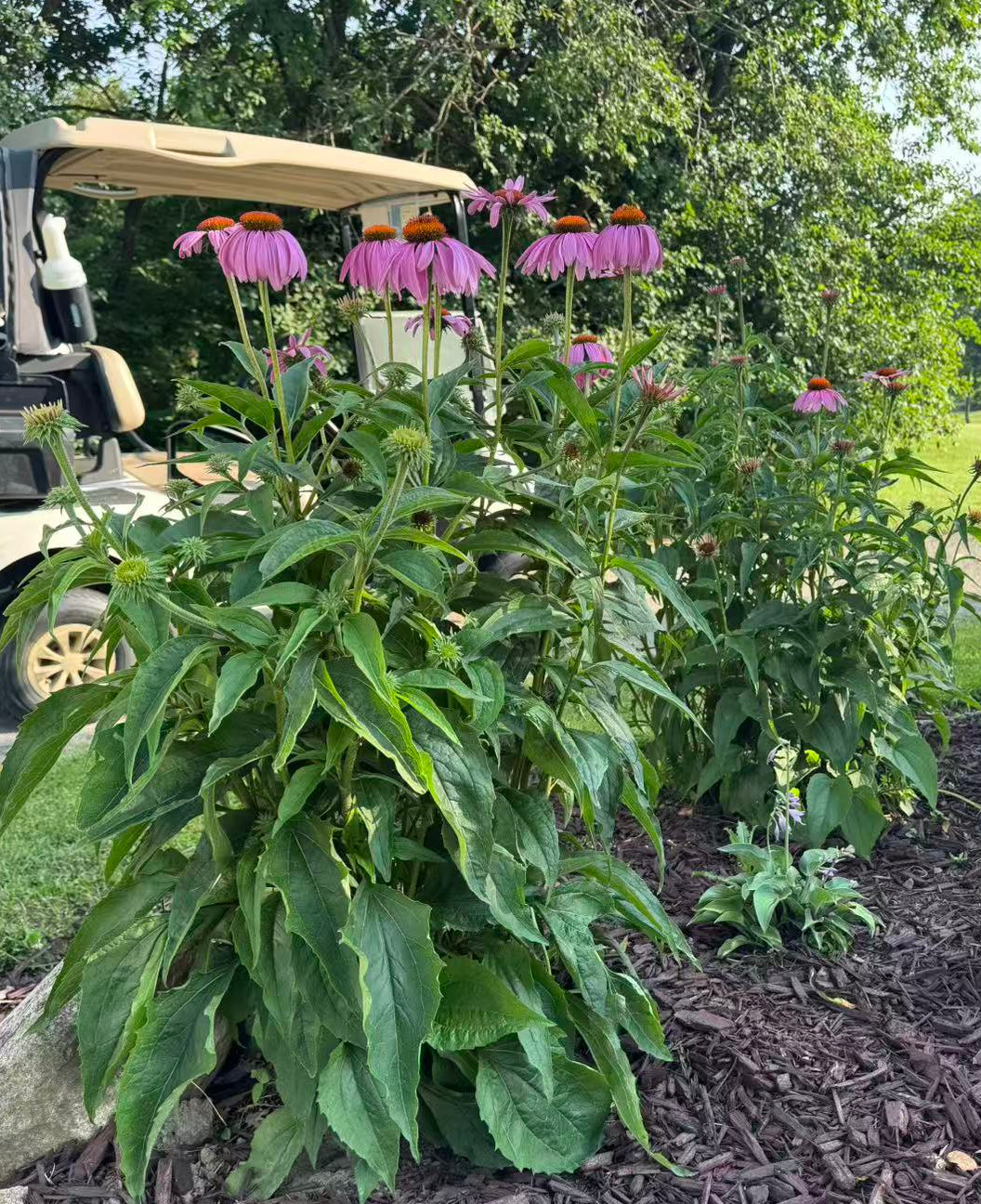 Purple Coneflower