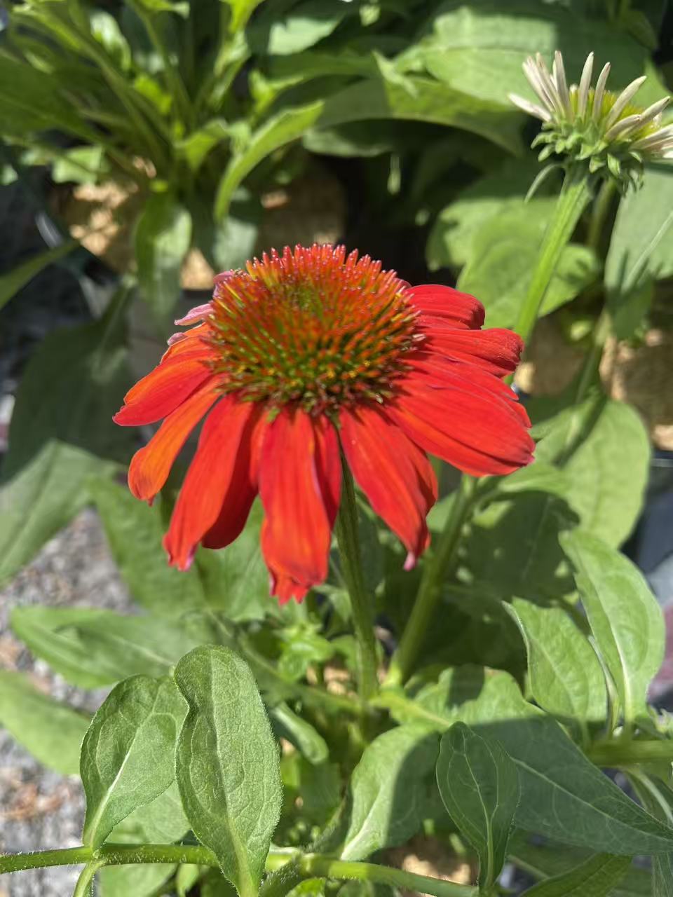 Coneflower Artisan 'Red Ombre'