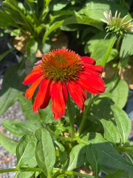 Coneflower Artisan 'Red Ombre'