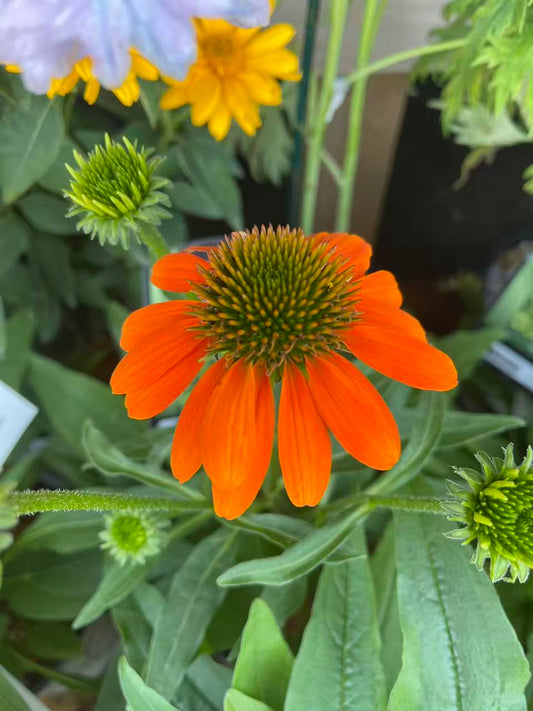 Coneflower Artisan 'Soft Orange'