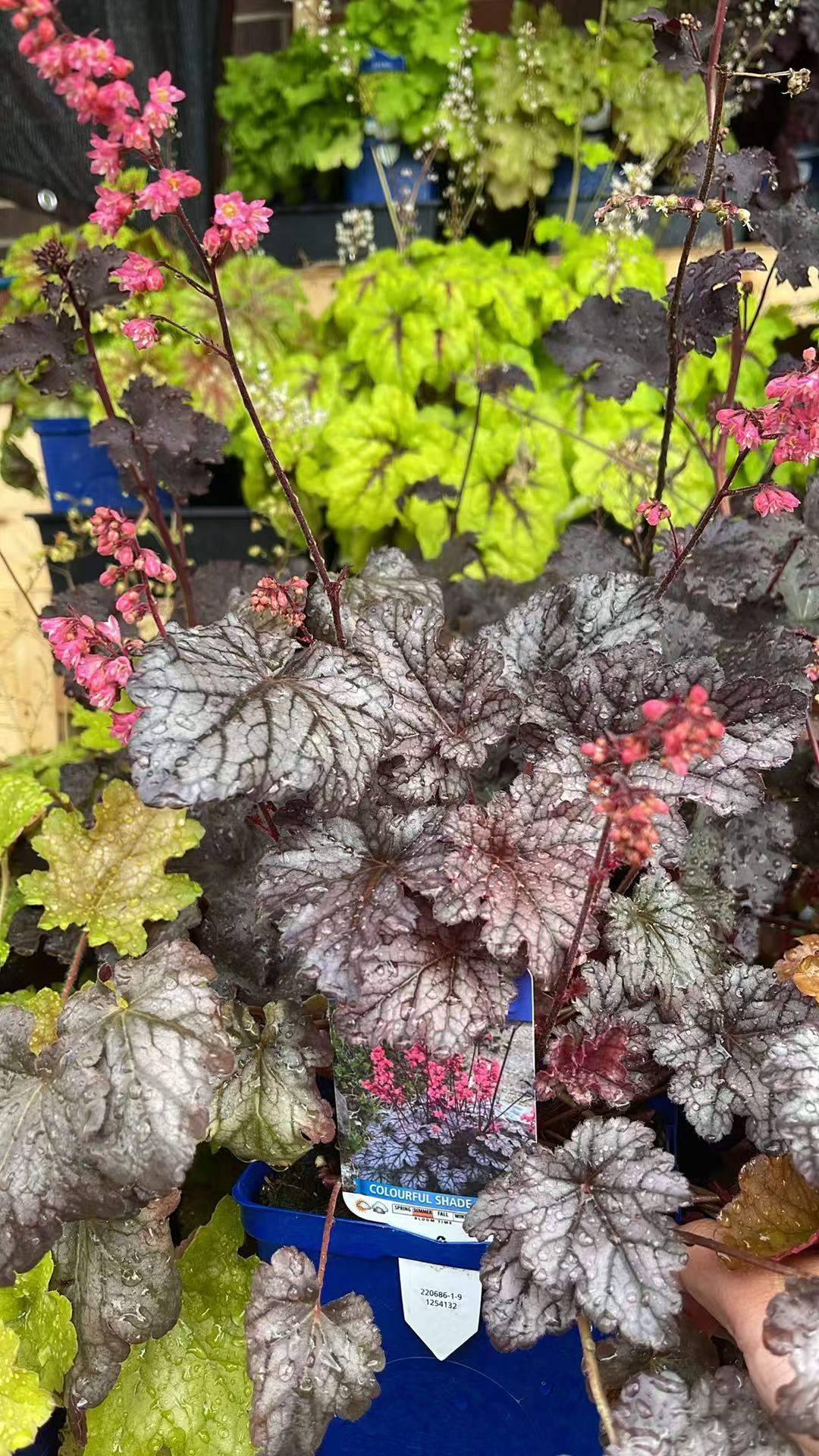 Coral Bells 'Timeless Treasure'