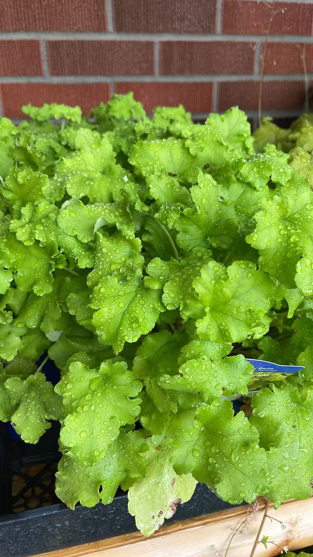 Coral Bells 'Lime Marmalade'