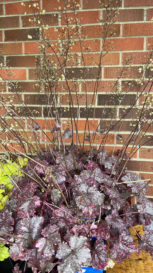 Coral Bells 'Midnight Rose'
