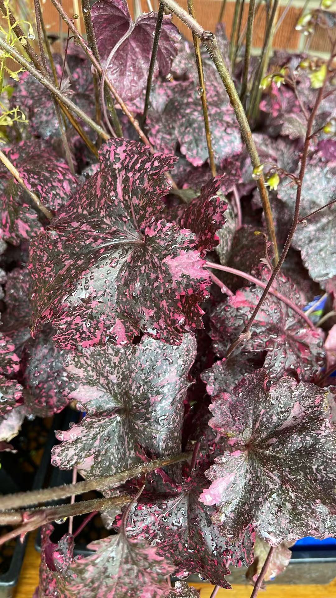 Coral Bells 'Midnight Rose'