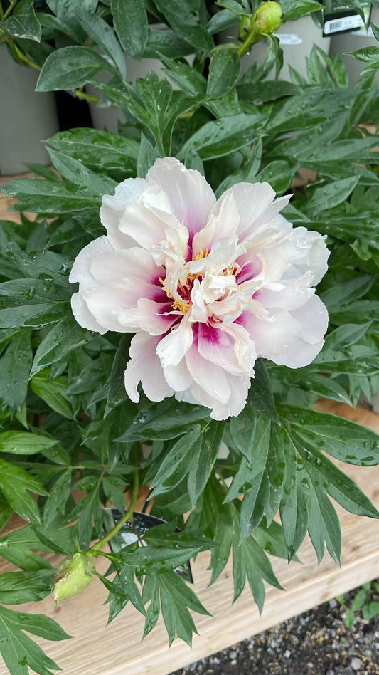 Itoh Peony 'Cora Louise'