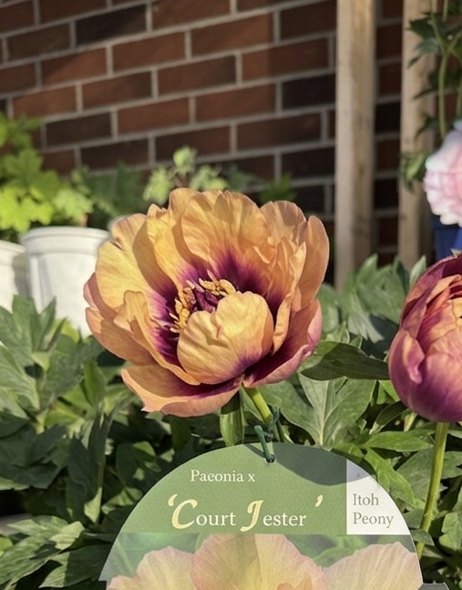 Itoh Peony 'Court Jester'