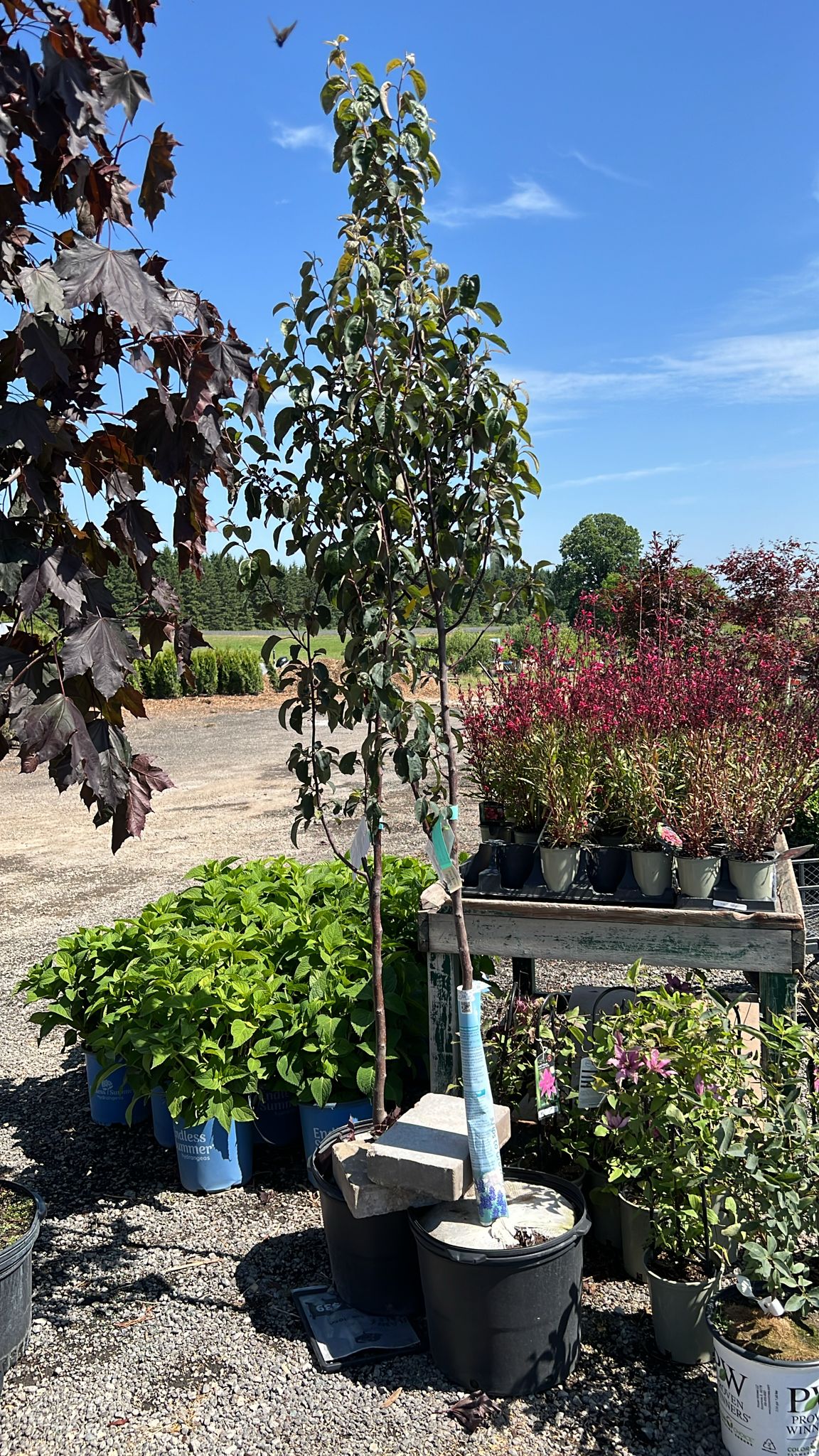 Crabapple Red Barron