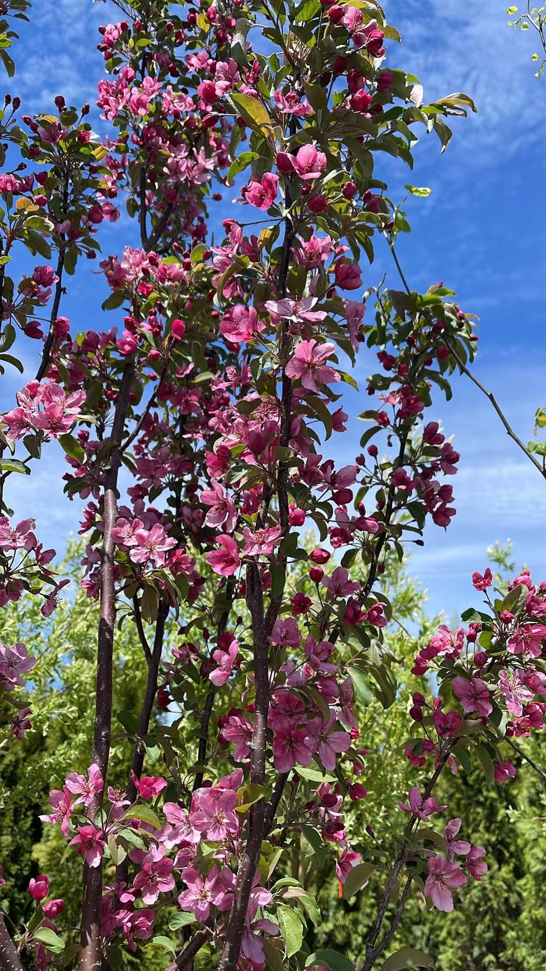 Crabapple Red Barron