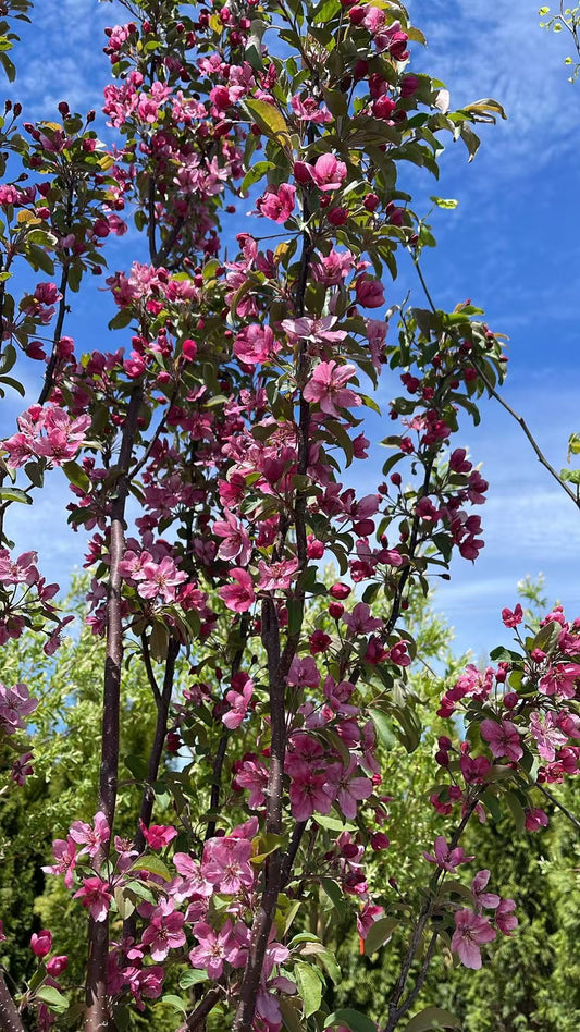 Crabapple Red Barron