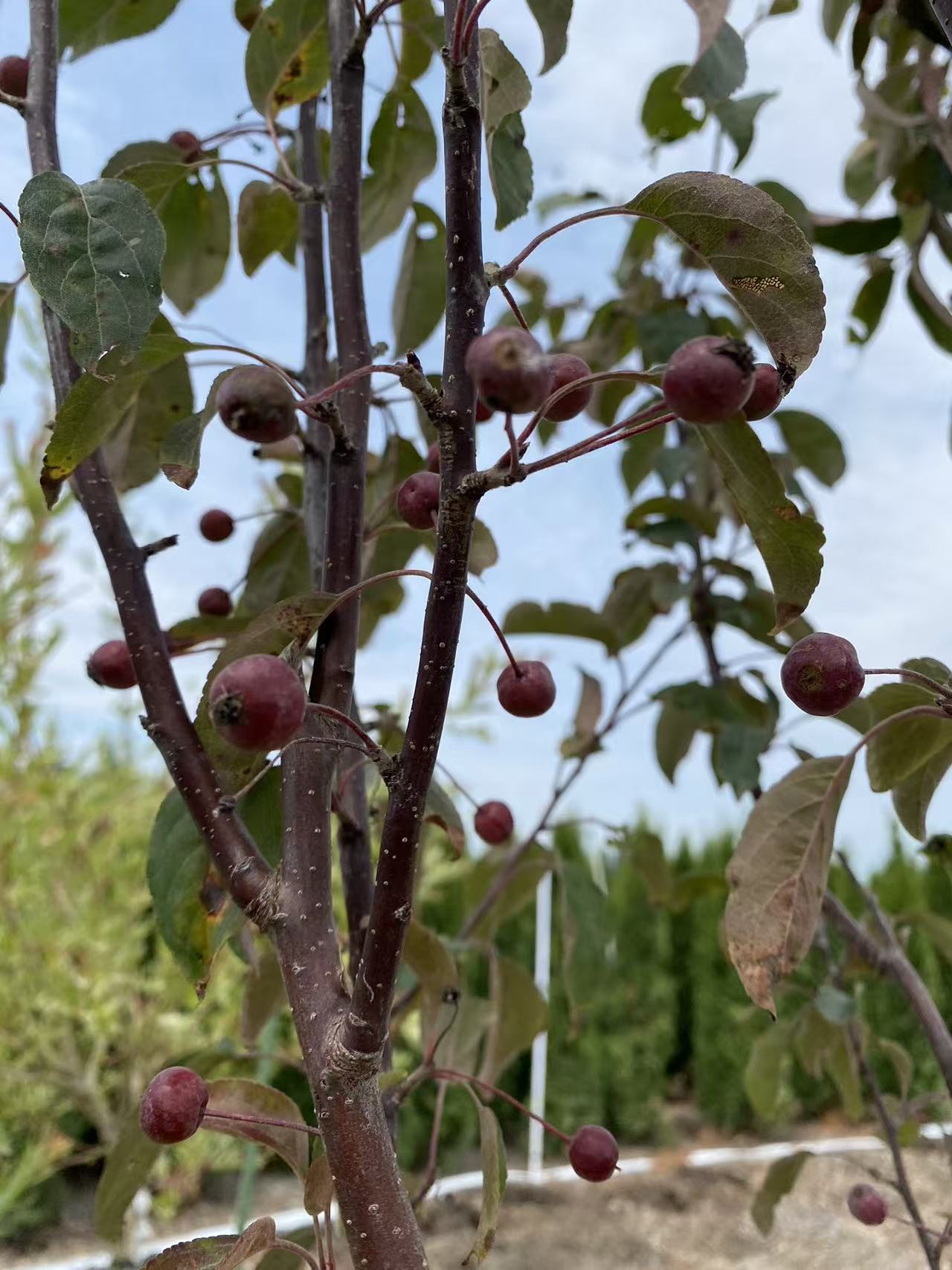 Crabapple Red Barron