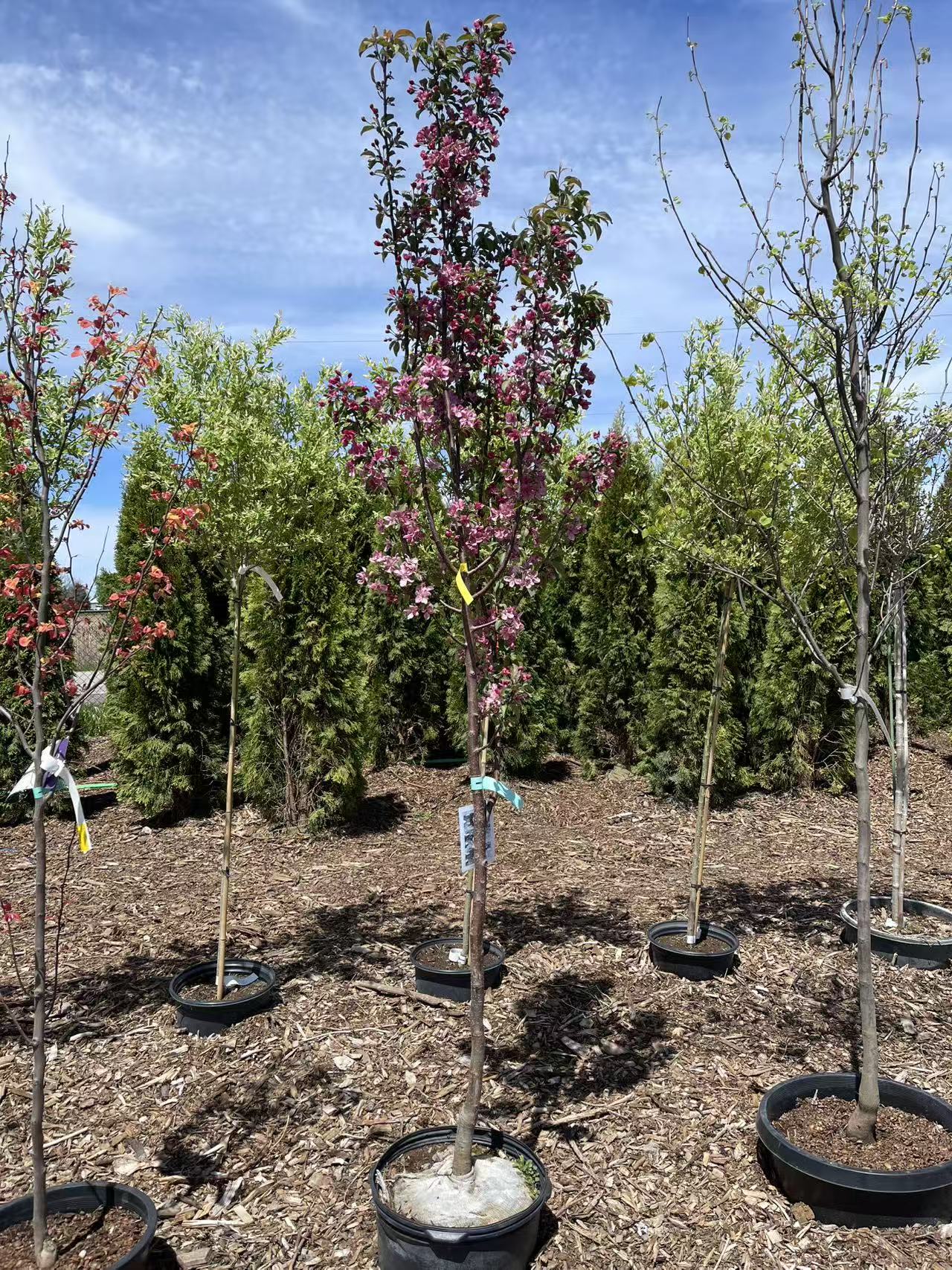 Crabapple Red Barron