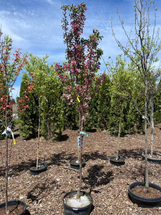 Crabapple Red Barron