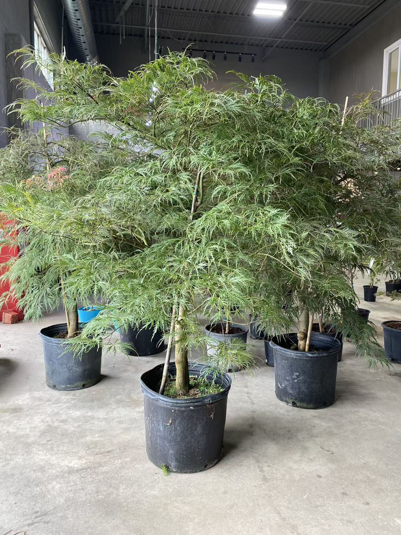 Acer palmatum dissectum 'Crimson Queen'