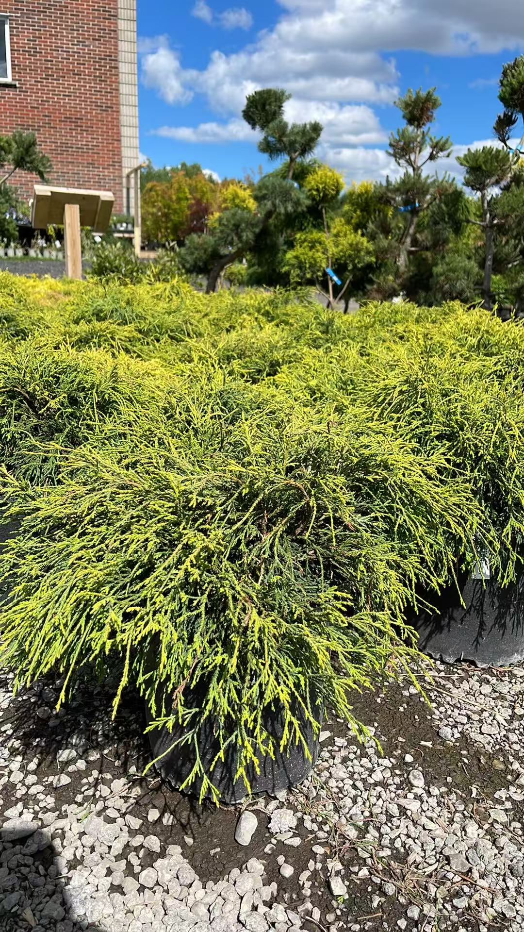 Cypress Sungold