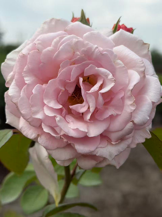 James Galway David Austin English Climbing Rose