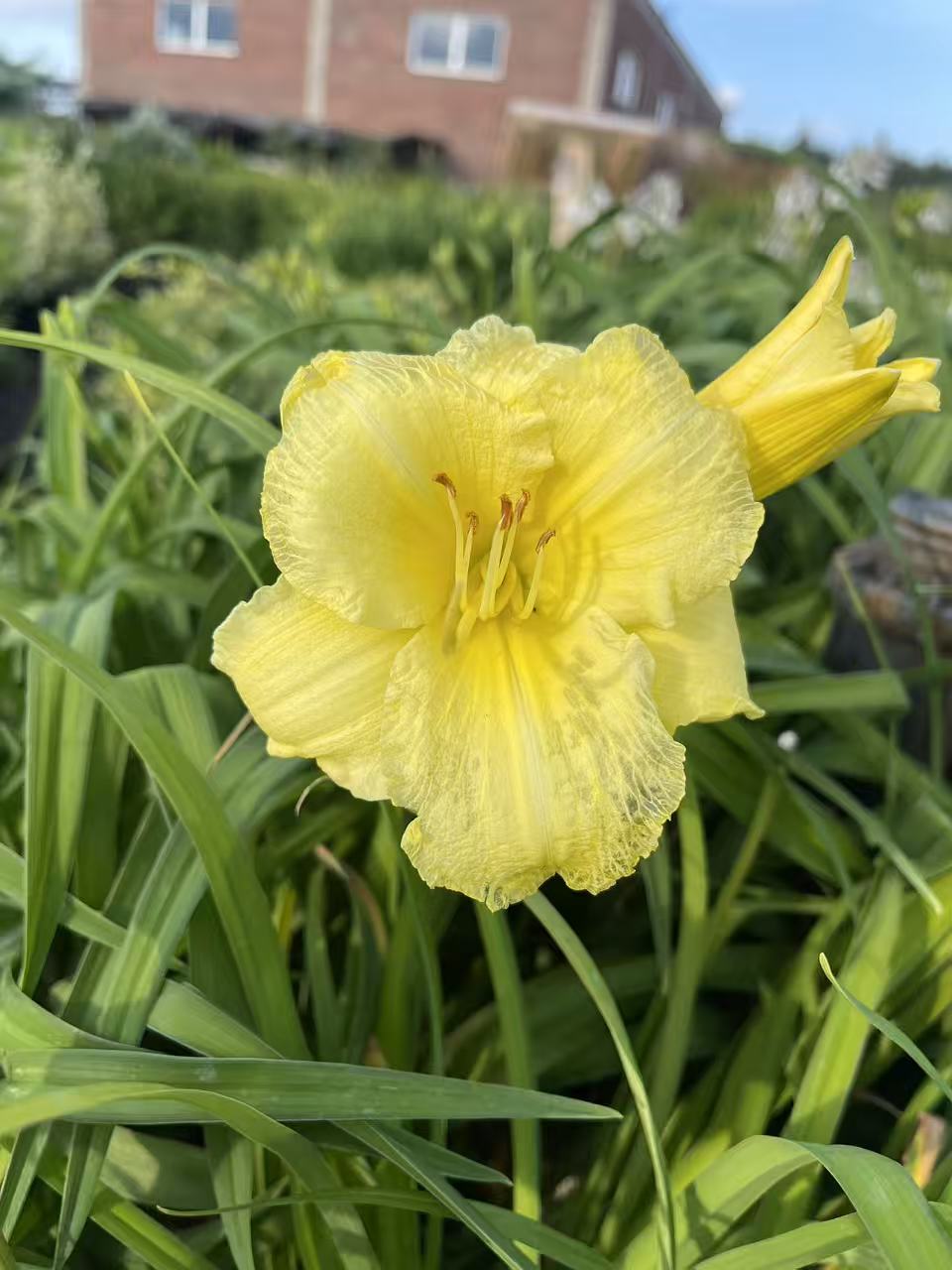 Daylily Stella Supreme