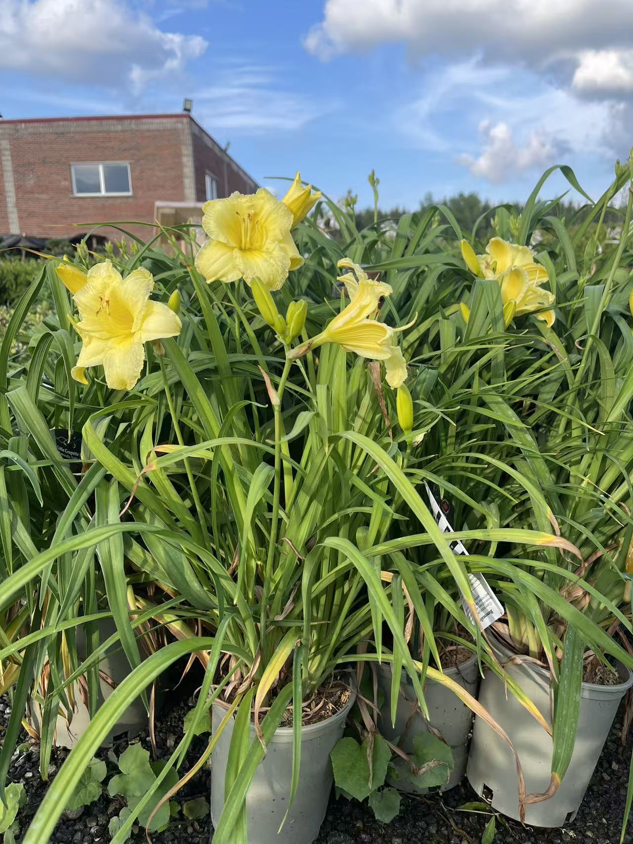 Daylily Stella Supreme