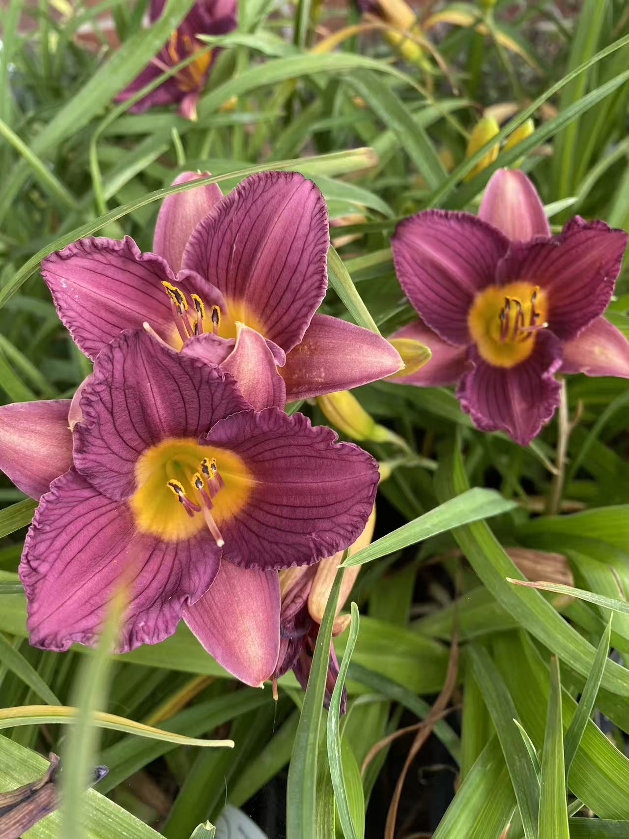 Daylily Purple D'oro