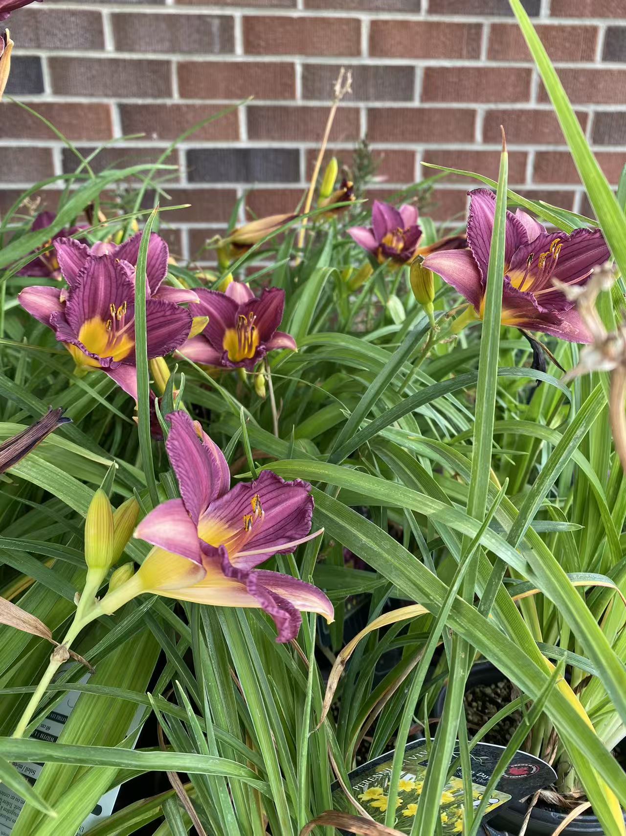 Daylily Purple D'oro