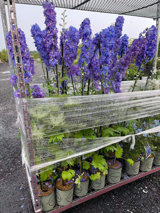 Delphinium 'Guardian Blue'