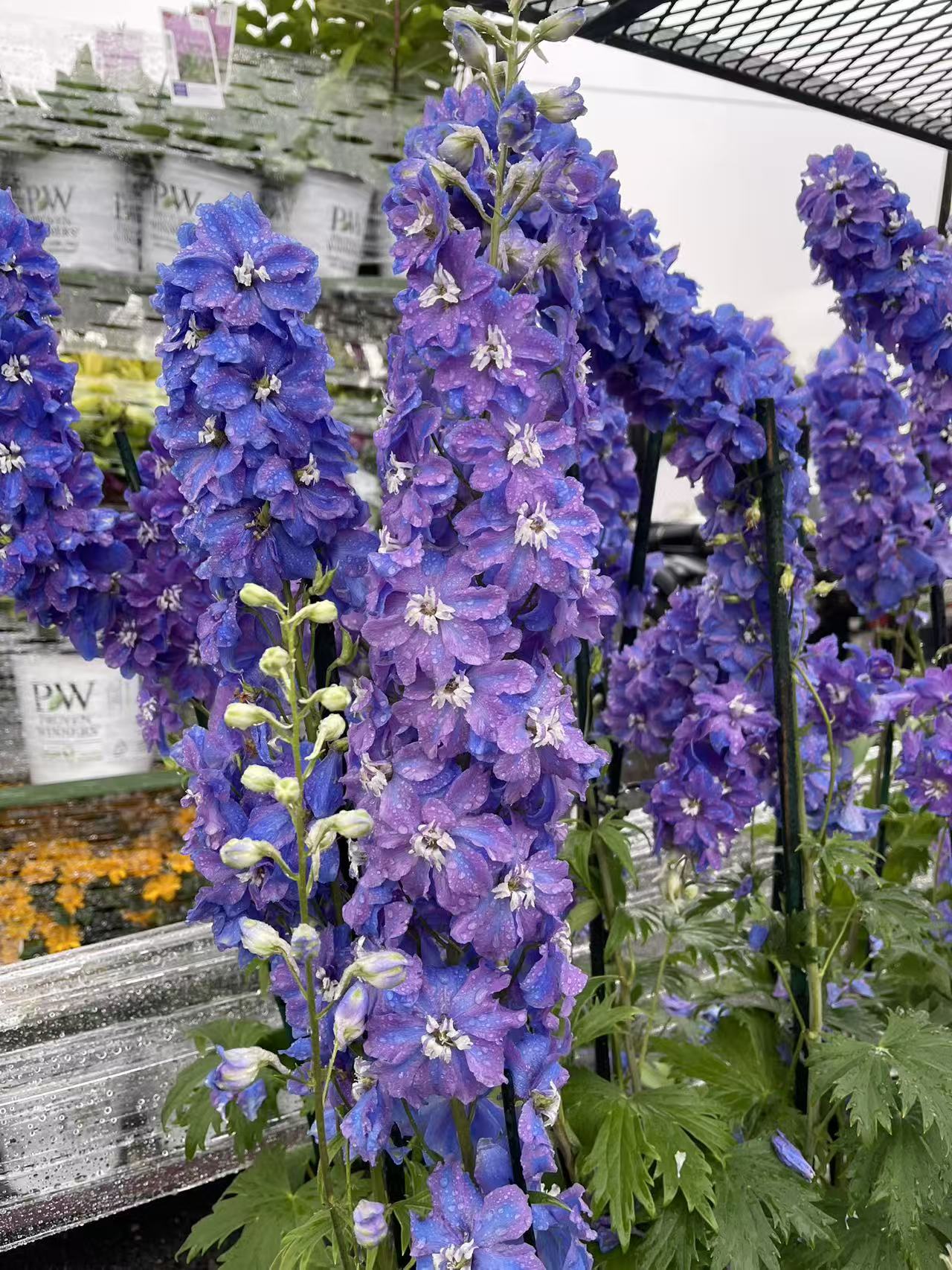 Delphinium 'Guardian Blue'
