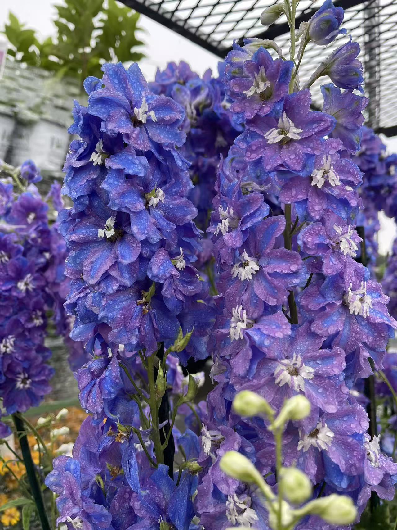 Delphinium 'Guardian Blue'