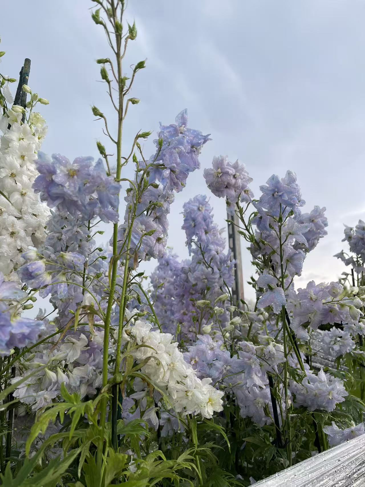 Delphinium 'Guardian Lavender'
