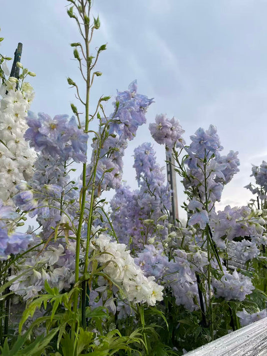 Delphinium 'Guardian Lavender'