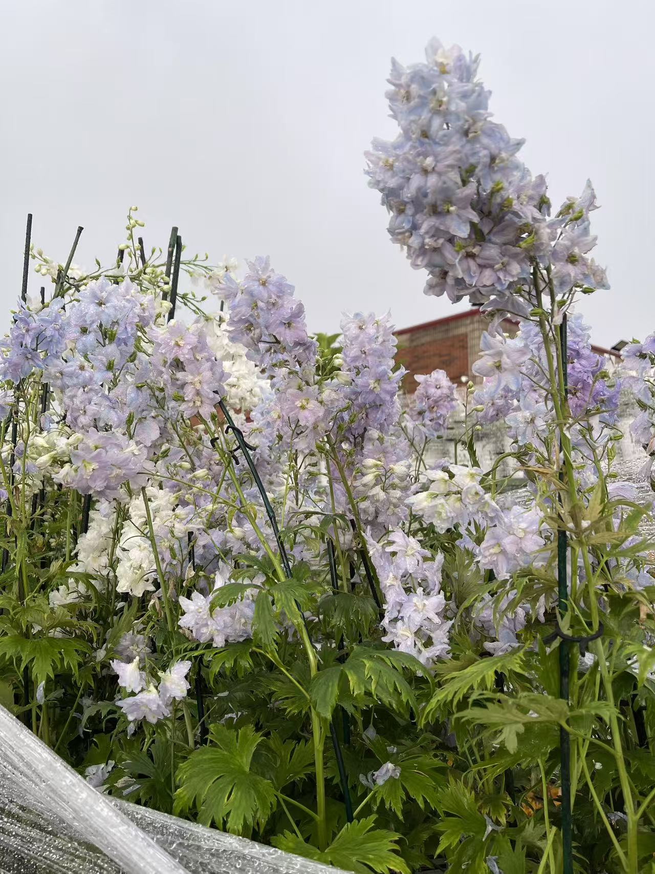 Delphinium 'Guardian Lavender'